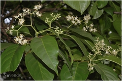 Apodytes dimidiata var. acutifolia